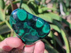 Polished Flower Malachite Free Forms x 6 From Congo - Toprock Gemstones and Minerals 