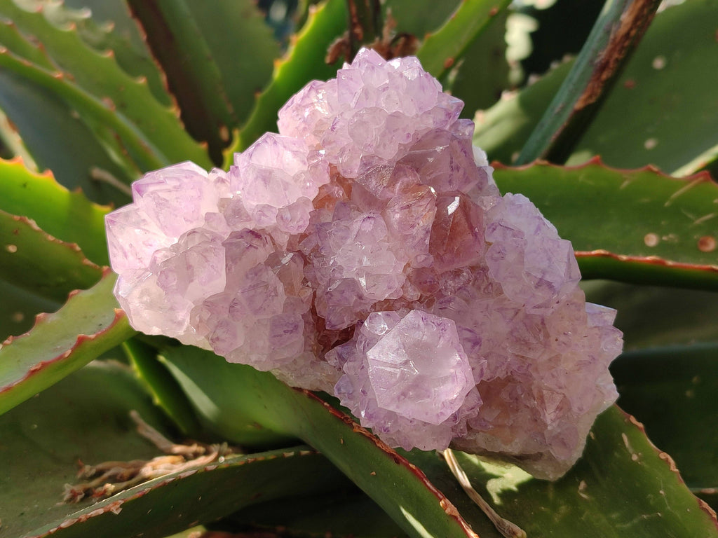 Natural Amethyst Spirit Quartz Clusters x 4 From Boekenhouthoek, South Africa - Toprock Gemstones and Minerals 
