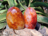 Polished Carnelian Agate Standing Free Forms x 6 From Madagascar - Toprock Gemstones and Minerals 
