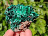 Natural Silky Malachite Specimens x 6 From Kasompe, Congo