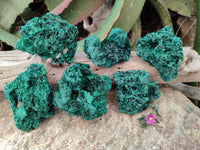 Natural Silky Malachite Specimens x 6 From Kasompe, Congo