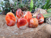 Polished Carnelian Agate Standing Free Forms x 6 From Madagascar - Toprock Gemstones and Minerals 