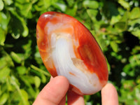 Polished Carnelian Agate Standing Free Forms x 6 From Madagascar - Toprock Gemstones and Minerals 