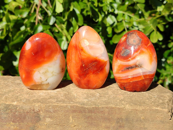 Polished Carnelian Agate Standing Free Forms x 6 From Madagascar