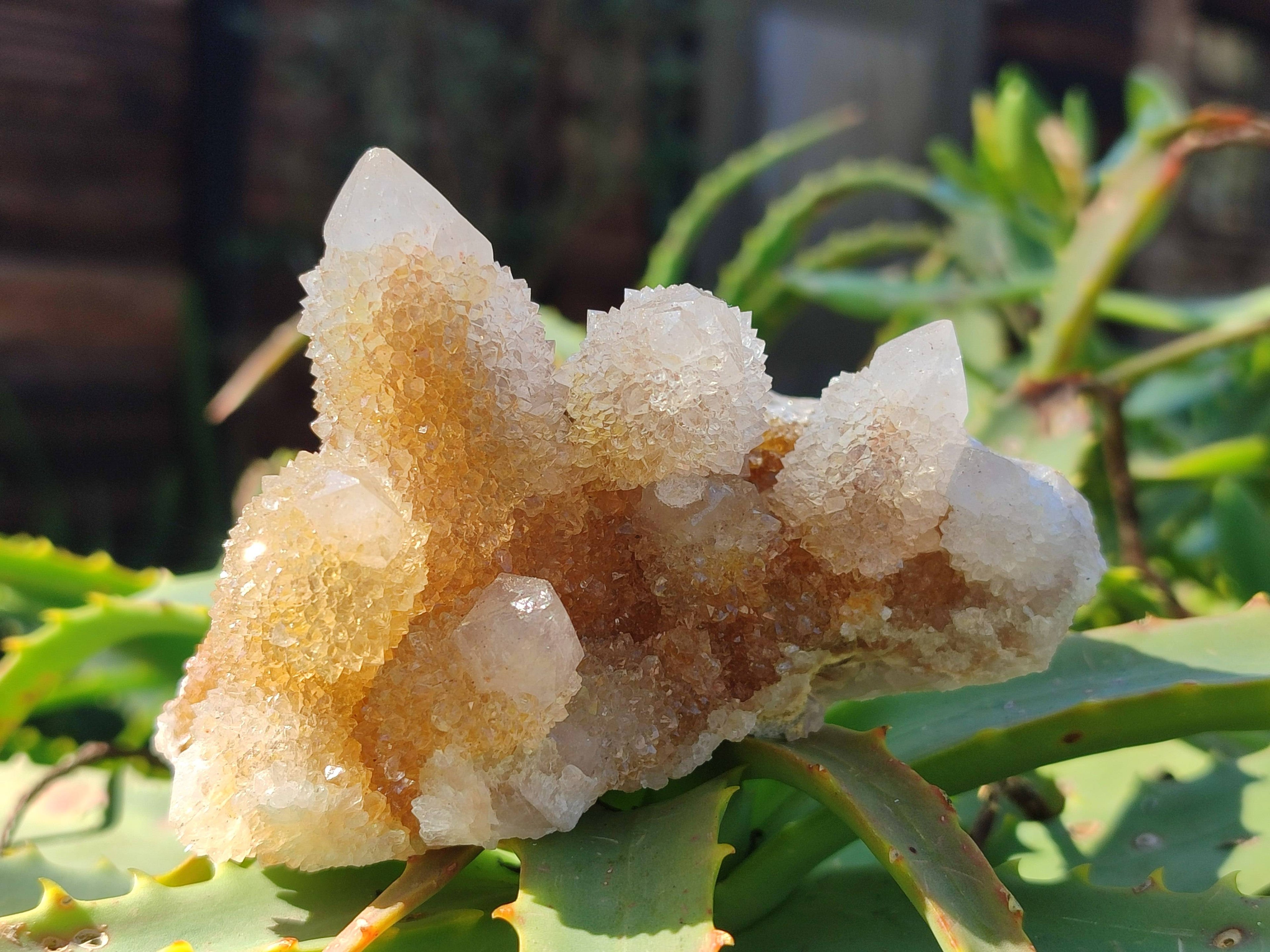 Natural Spirit Quartz Clusters x 6 From South Africa - Toprock Gemstones and Minerals 