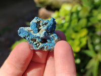Natural Botryoidal Shattuckite Specimens x 44 From Kaokoveld, Namibia