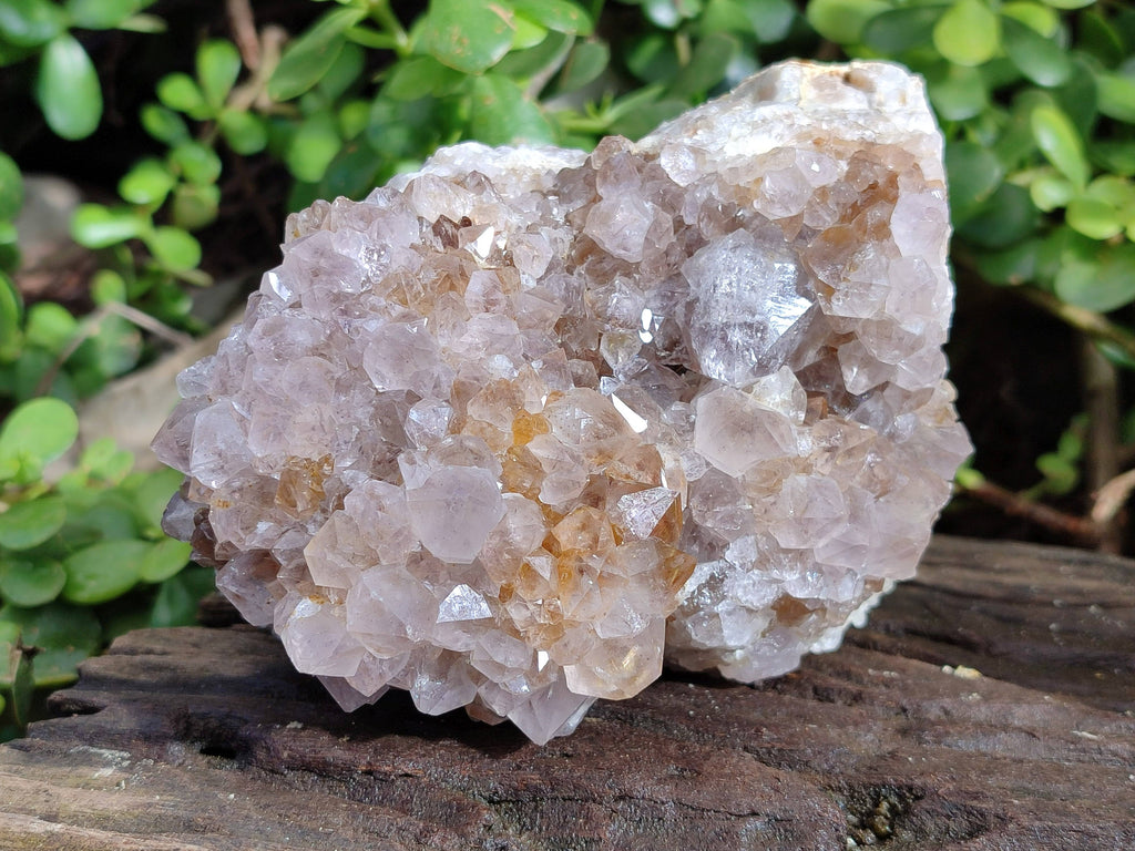 Natural Spirit Quartz Clusters x 2 From South Africa - Toprock Gemstones and Minerals 