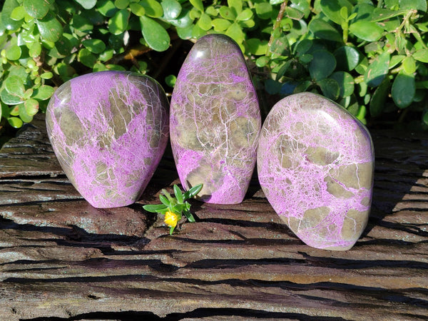 Polished Stichtite Standing Free Forms x 3 From Barberton, South Africa