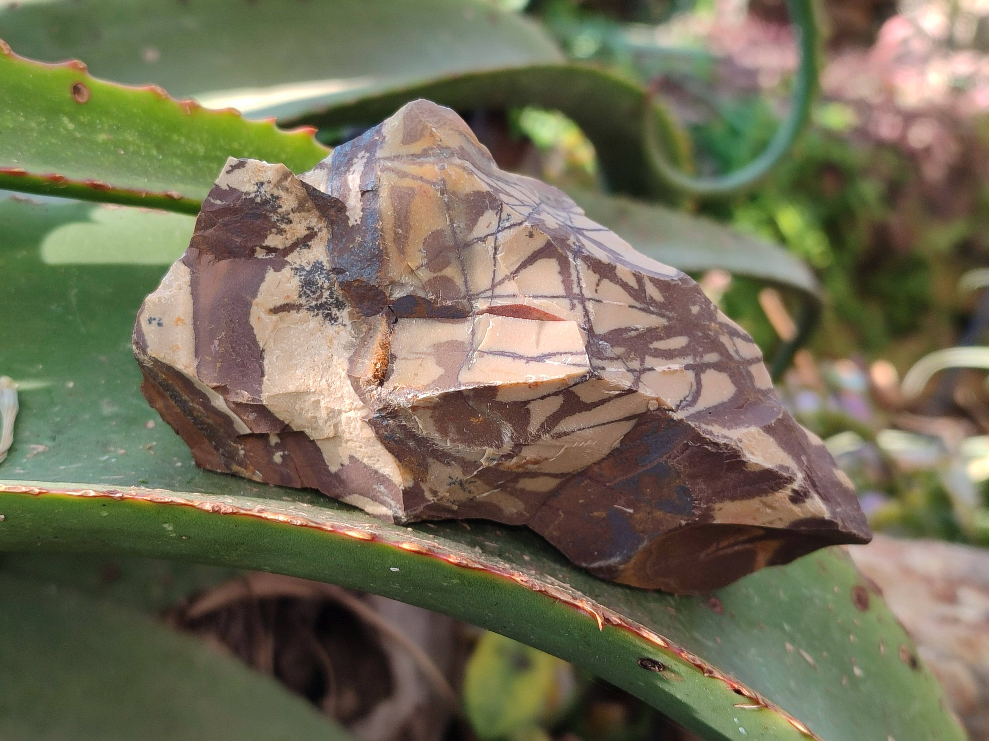 Natural Selected Nguni Jasper Cobbed Specimens x 12 From Prieska, South Africa - Toprock Gemstones and Minerals 