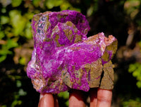 Natural Stichtite Cobbed Specimens x 15 From Barberton, South Africa