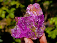 Natural Stichtite Cobbed Specimens x 15 From Barberton, South Africa