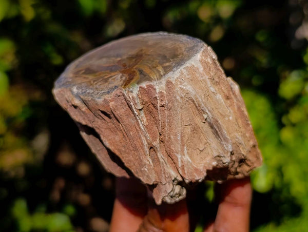 Polished On One Side Petrified Wood x 12 From Gokwe, Zimbabwe