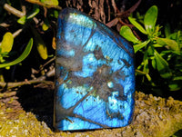 Polished Labradorite Standing Free Form x 1 From Tulear, Madagascar