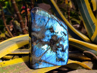 Polished Labradorite Standing Free Form x 1 From Tulear, Madagascar