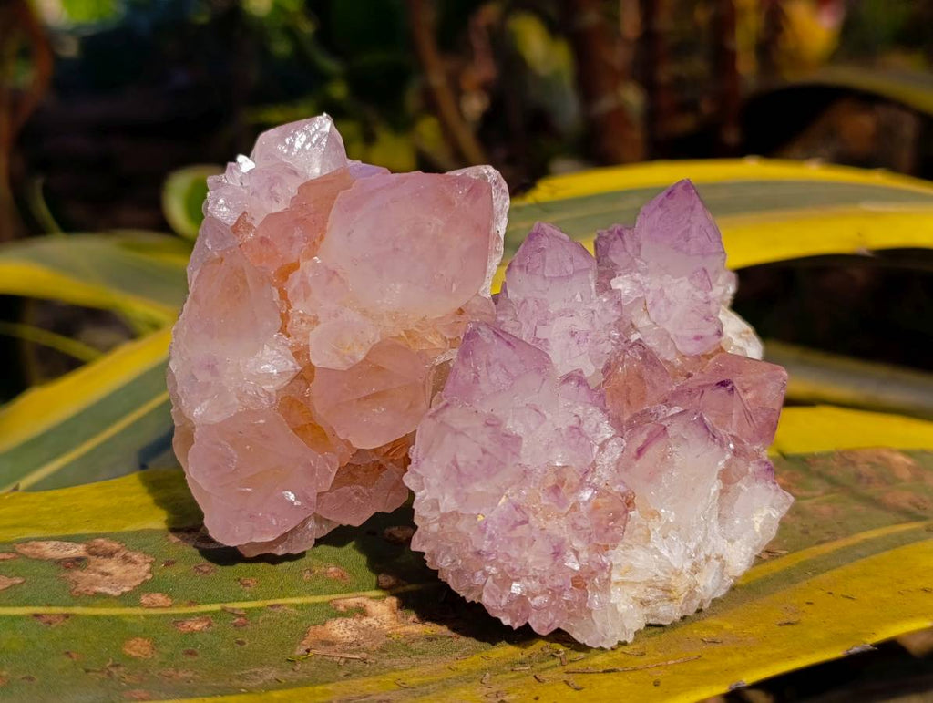 Natural Amethyst Spirit Quartz Clusters x 4 From Boekenhouthoek, South Africa - Toprock Gemstones and Minerals 