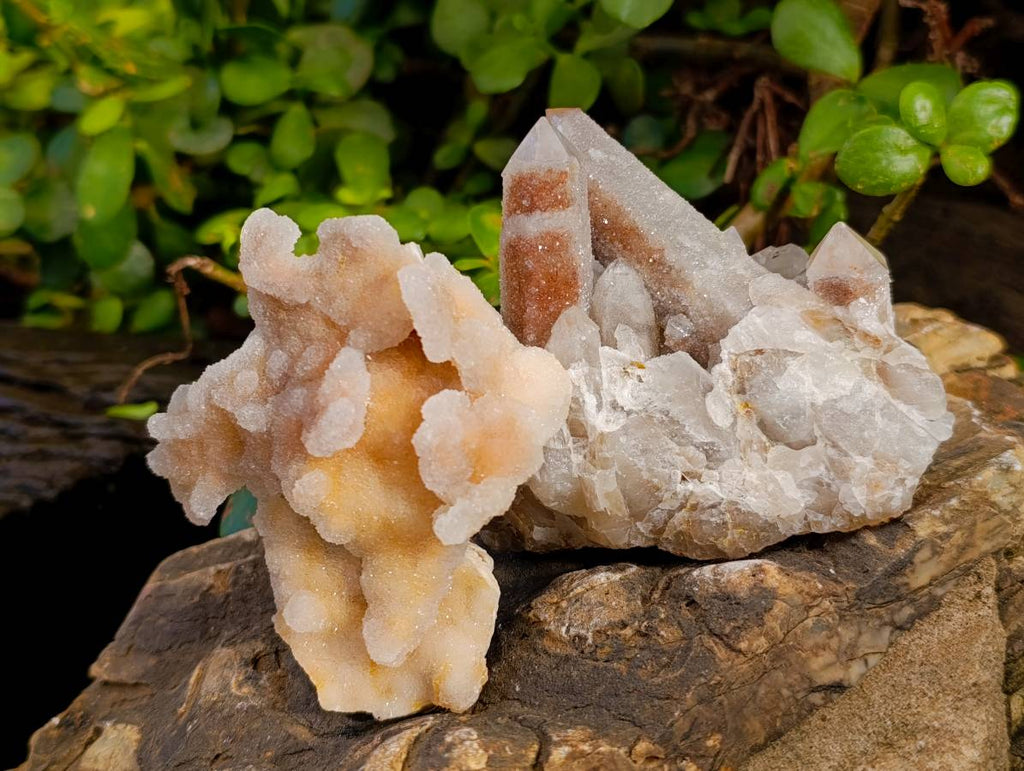 Natural Spirit Quartz Clusters x 6 From Boekenhouthoek, South Africa - Toprock Gemstones and Minerals 