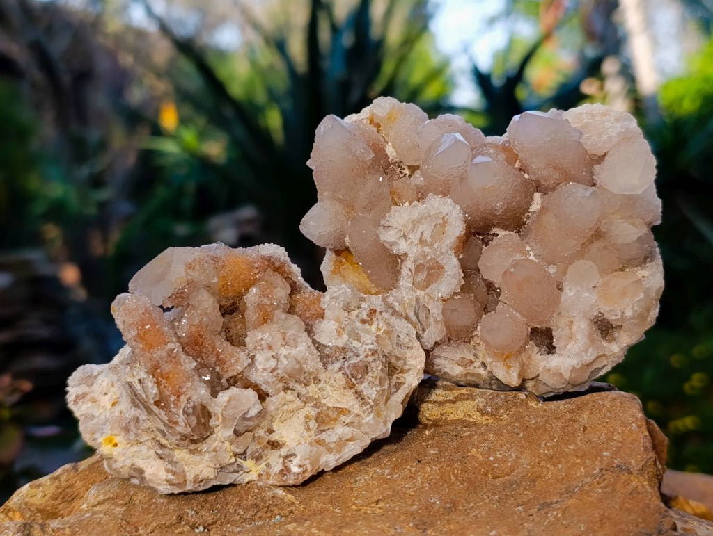 Natural Spirit Quartz Clusters x 6 From Boekenhouthoek, South Africa - Toprock Gemstones and Minerals 