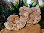 Natural Spirit Quartz Clusters x 6 From Boekenhouthoek, South Africa - Toprock Gemstones and Minerals 