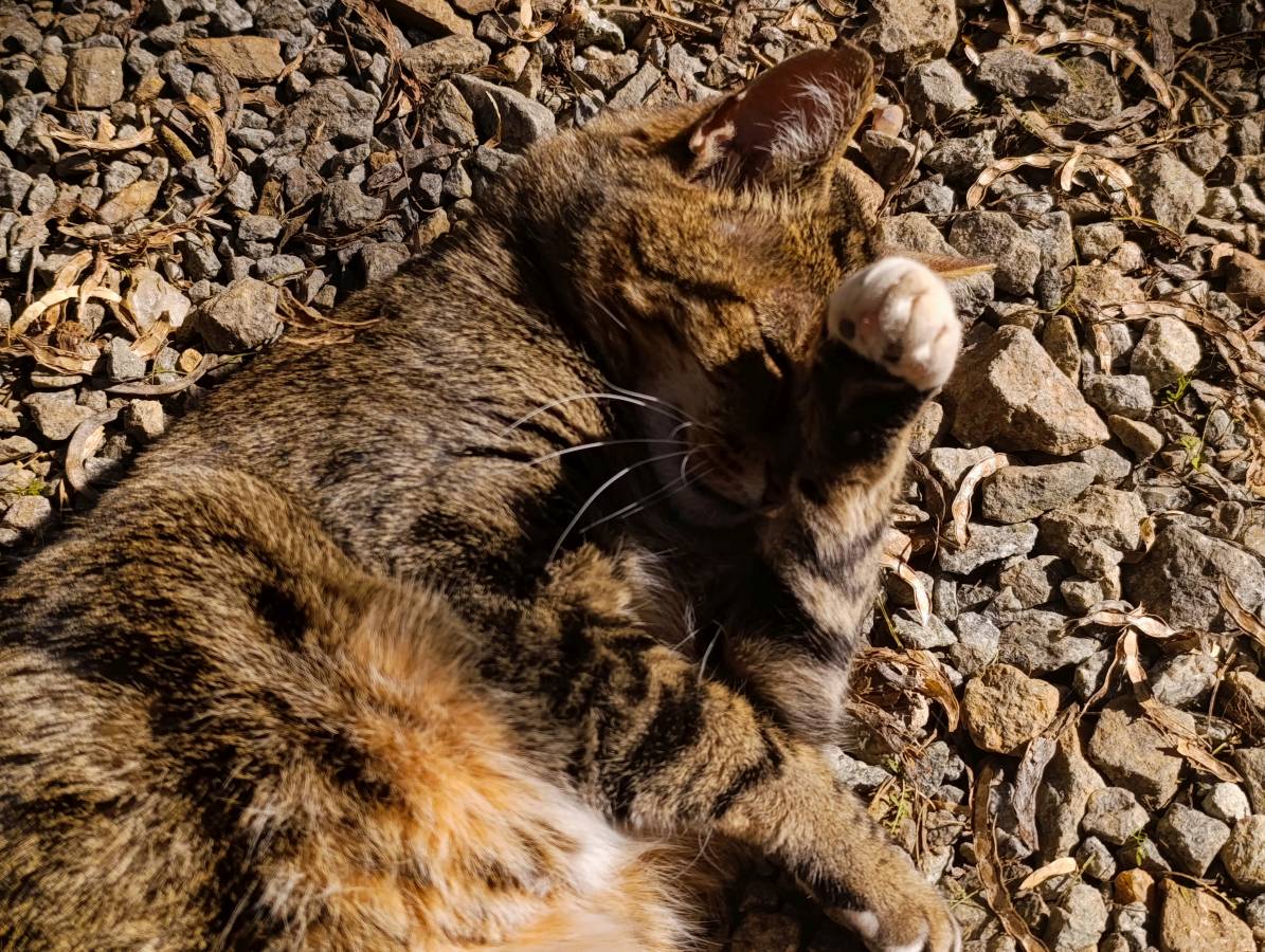 Polished Rose Quartz Bullets x 20 From Madagascar - Toprock Gemstones and Minerals 