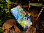 Polished Labradorite Standing Free Forms x 2 From Tulear, Madagascar - Toprock Gemstones and Minerals 