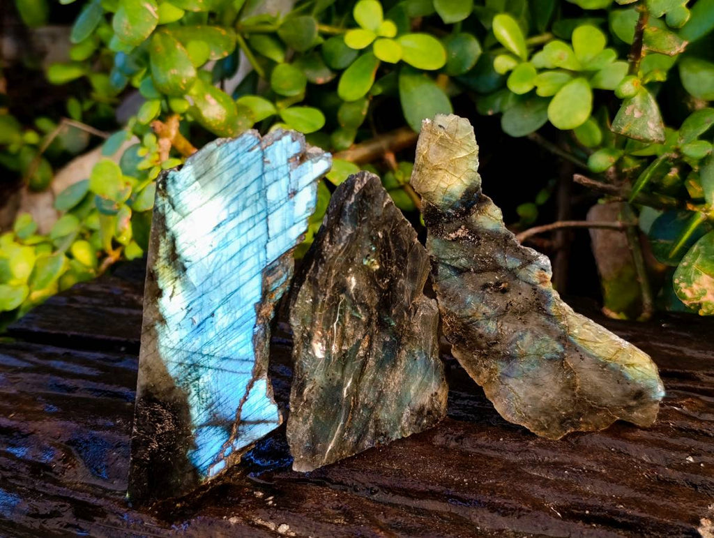 Polished On One Side Labradorite Slices x 12 From Tulear, Madagascar - Toprock Gemstones and Minerals 