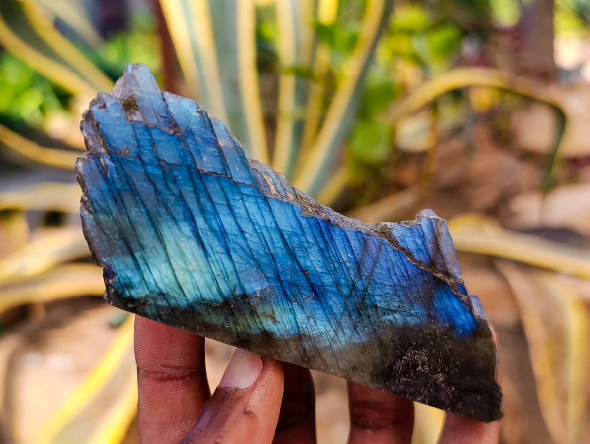 Polished On One Side Labradorite Slices x 12 From Tulear, Madagascar - Toprock Gemstones and Minerals 