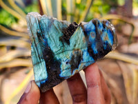 Polished On One Side Labradorite Slices x 12 From Tulear, Madagascar