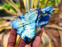 Polished On One Side Labradorite Slices x 12 From Tulear, Madagascar