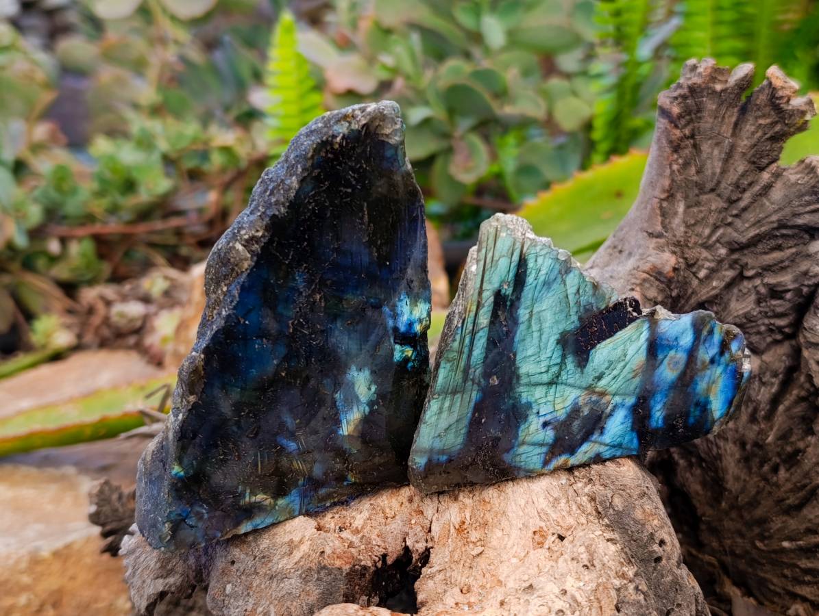 Polished On One Side Labradorite Slices x 12 From Tulear, Madagascar - Toprock Gemstones and Minerals 