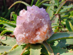 Natural Amethyst Spirit Quartz Clusters x 2 From Boekenhouthoek, South Africa - Toprock Gemstones and Minerals 