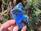 Polished On One Side Labradorite x 12 From Tulear, Madagascar - Toprock Gemstones and Minerals 