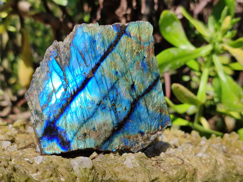 Polished On One Side Labradorite x 12 From Tulear, Madagascar - Toprock Gemstones and Minerals 