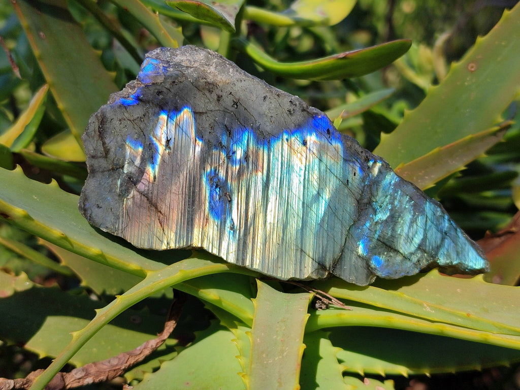 Polished On One Side Labradorite x 12 From Tulear, Madagascar - Toprock Gemstones and Minerals 