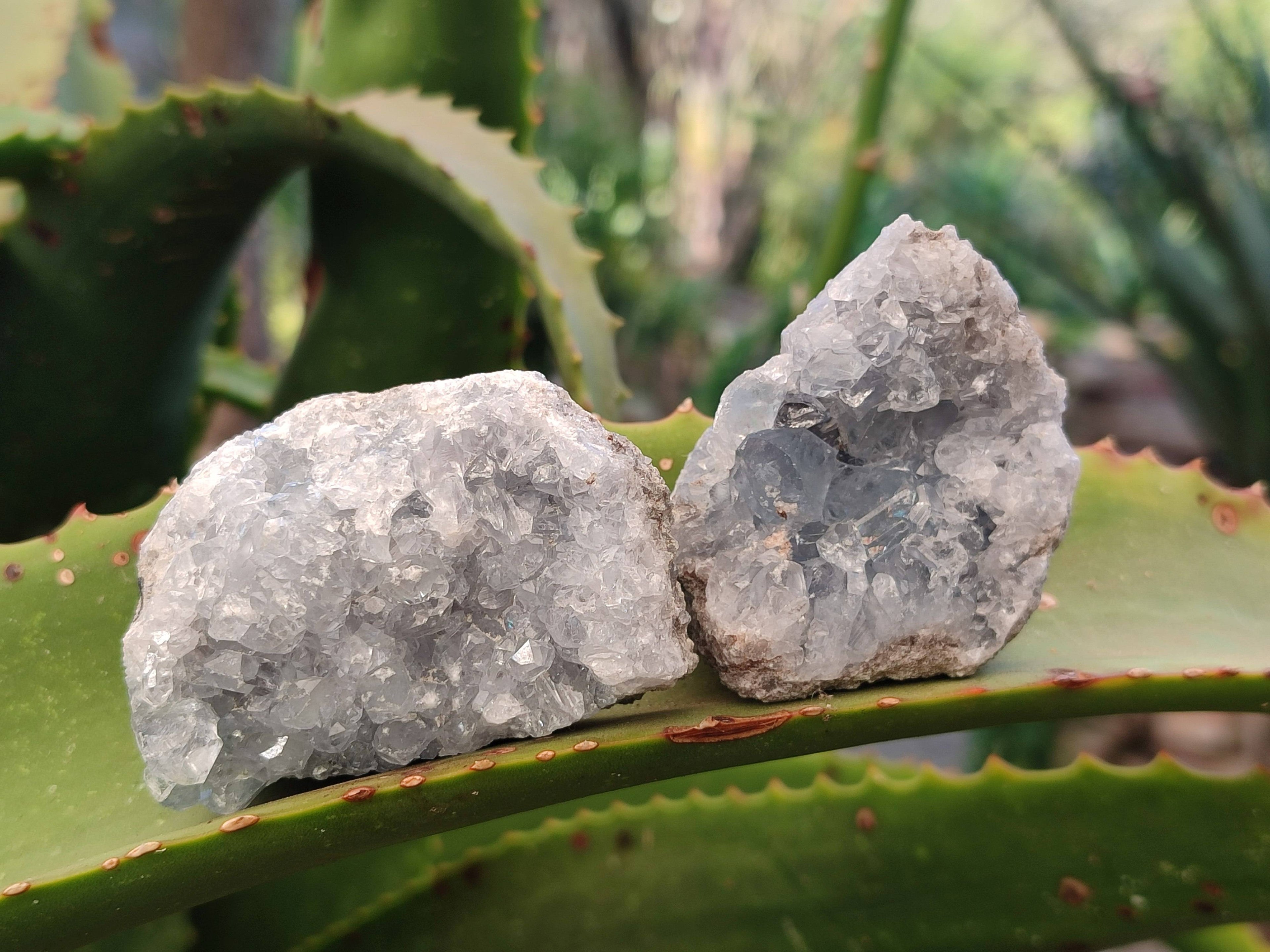 Natural Celestite Specimens x 12 From Sakoany, Madagascar - Toprock Gemstones and Minerals 