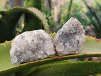 Natural Celestite Specimens x 12 From Sakoany, Madagascar