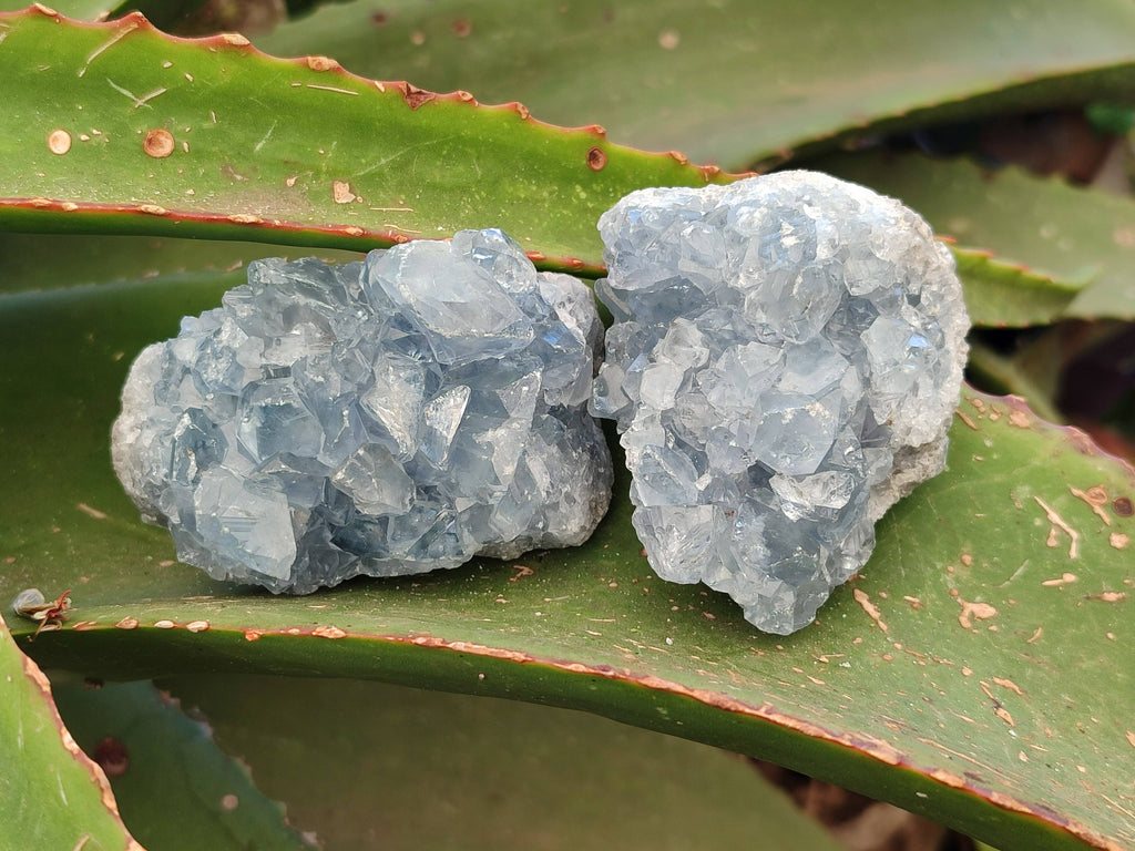 Natural Celestite Specimens x 12 From Sakoany, Madagascar - Toprock Gemstones and Minerals 