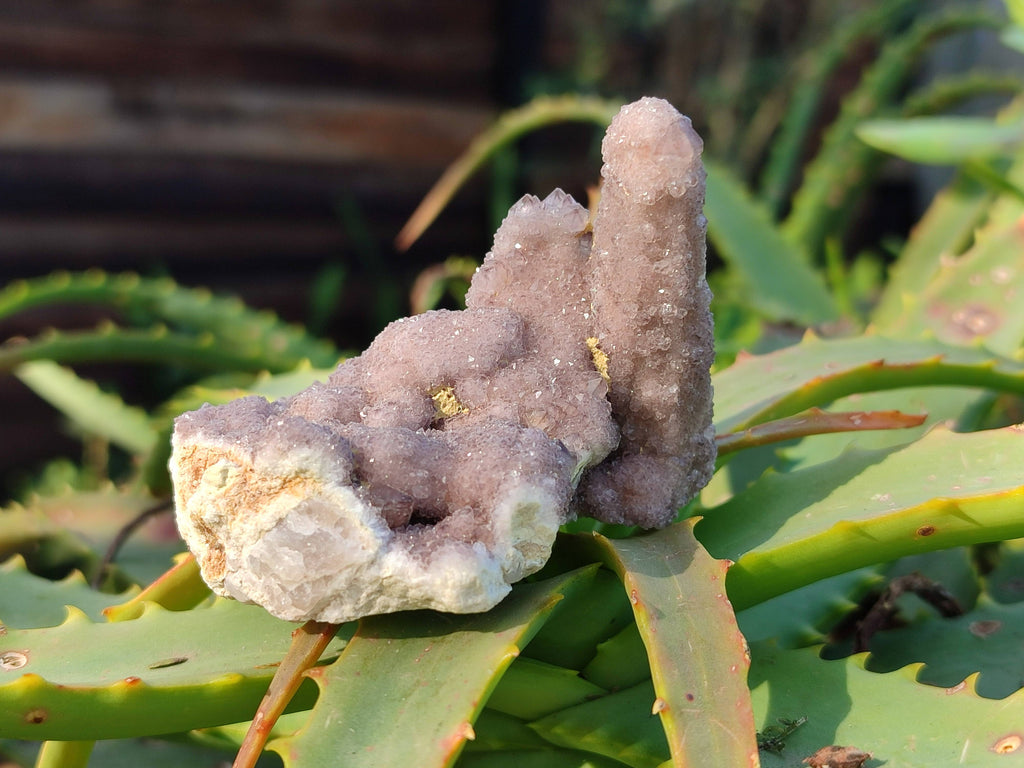 Natural Amethyst Spirit Quartz Clusters x 12 From Boekenhouthoek, South Africa - Toprock Gemstones and Minerals 