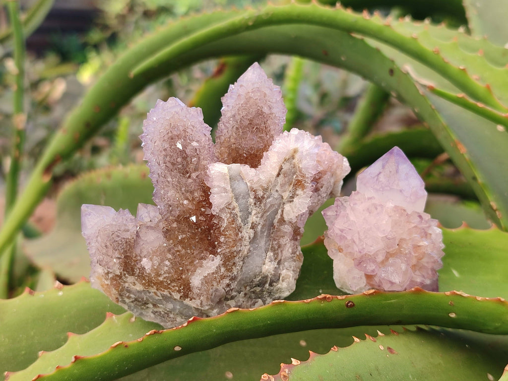 Natural Amethyst Spirit Quartz Clusters x 12 From Boekenhouthoek, South Africa - Toprock Gemstones and Minerals 