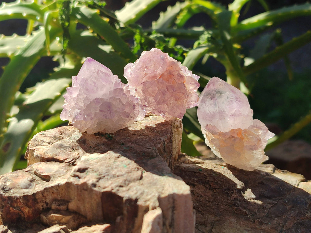 Natural Amethyst Spirit Quartz Crystals x 35 From Boekenhouthoek, South Africa - Toprock Gemstones and Minerals 
