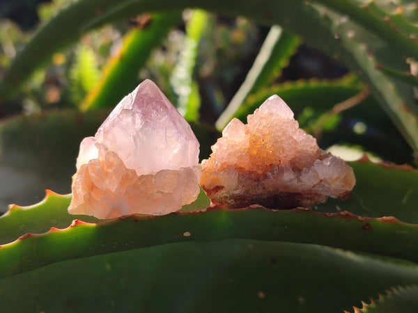 Natural Amethyst Spirit Quartz Crystals x 35 From Boekenhouthoek, South Africa