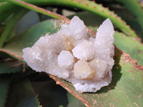 Natural Spirit Quartz Clusters x 6 From Boekenhouthoek, South Africa