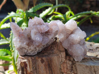 Natural Spirit Quartz Clusters x 6 From Boekenhouthoek, South Africa