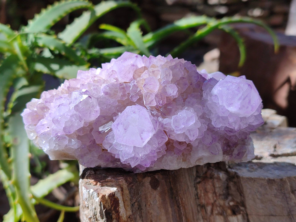 Natural Amethyst Spirit Quartz Clusters x 3 From Boekenhouthoek, South Africa - Toprock Gemstones and Minerals 