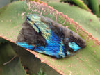 Polished On One Side Labradorite x 12 From Tulear, Madagascar - Toprock Gemstones and Minerals 