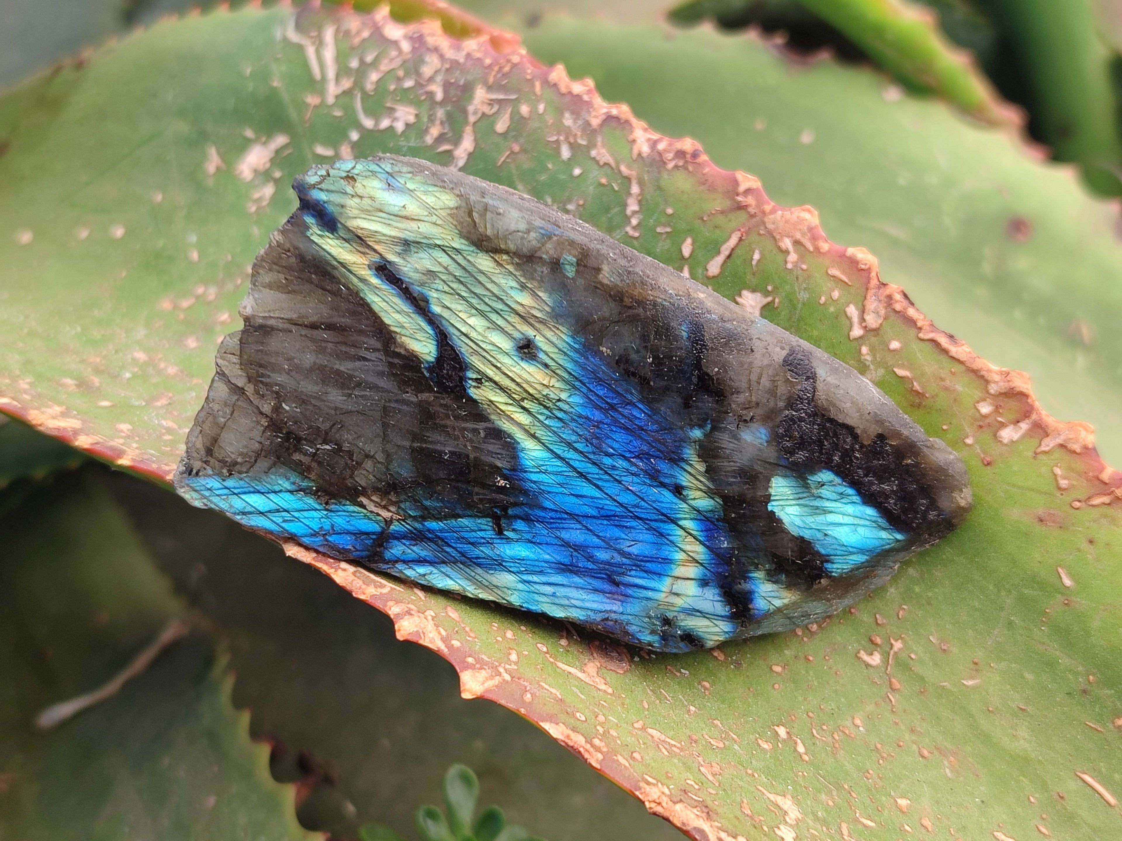 Polished On One Side Labradorite x 12 From Tulear, Madagascar - Toprock Gemstones and Minerals 