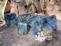 Polished Labradorite Standing Free Forms x 6 From Tulear, Madagascar - Toprock Gemstones and Minerals 