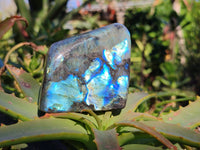 Polished Labradorite Standing Free Forms x 6 From Tulear, Madagascar - Toprock Gemstones and Minerals 