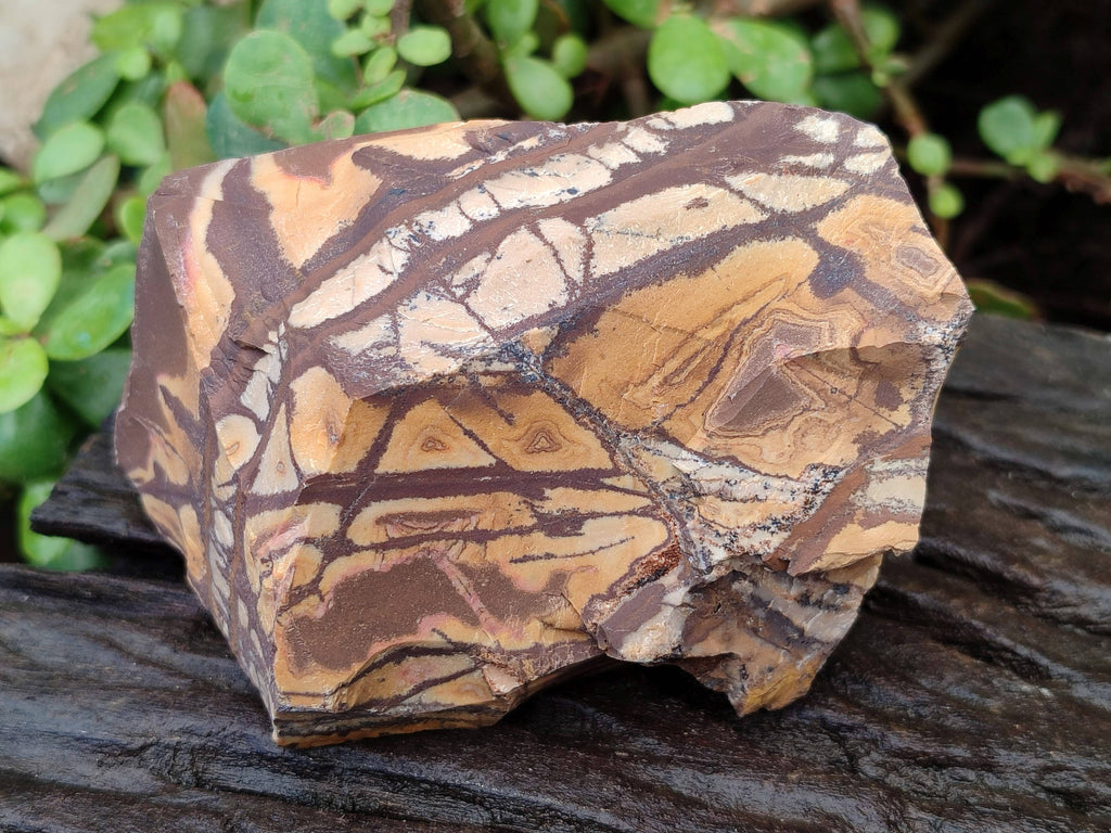 Natural Selected Nguni Jasper Cobbed Specimens x 12 From Prieska, South Africa - Toprock Gemstones and Minerals 