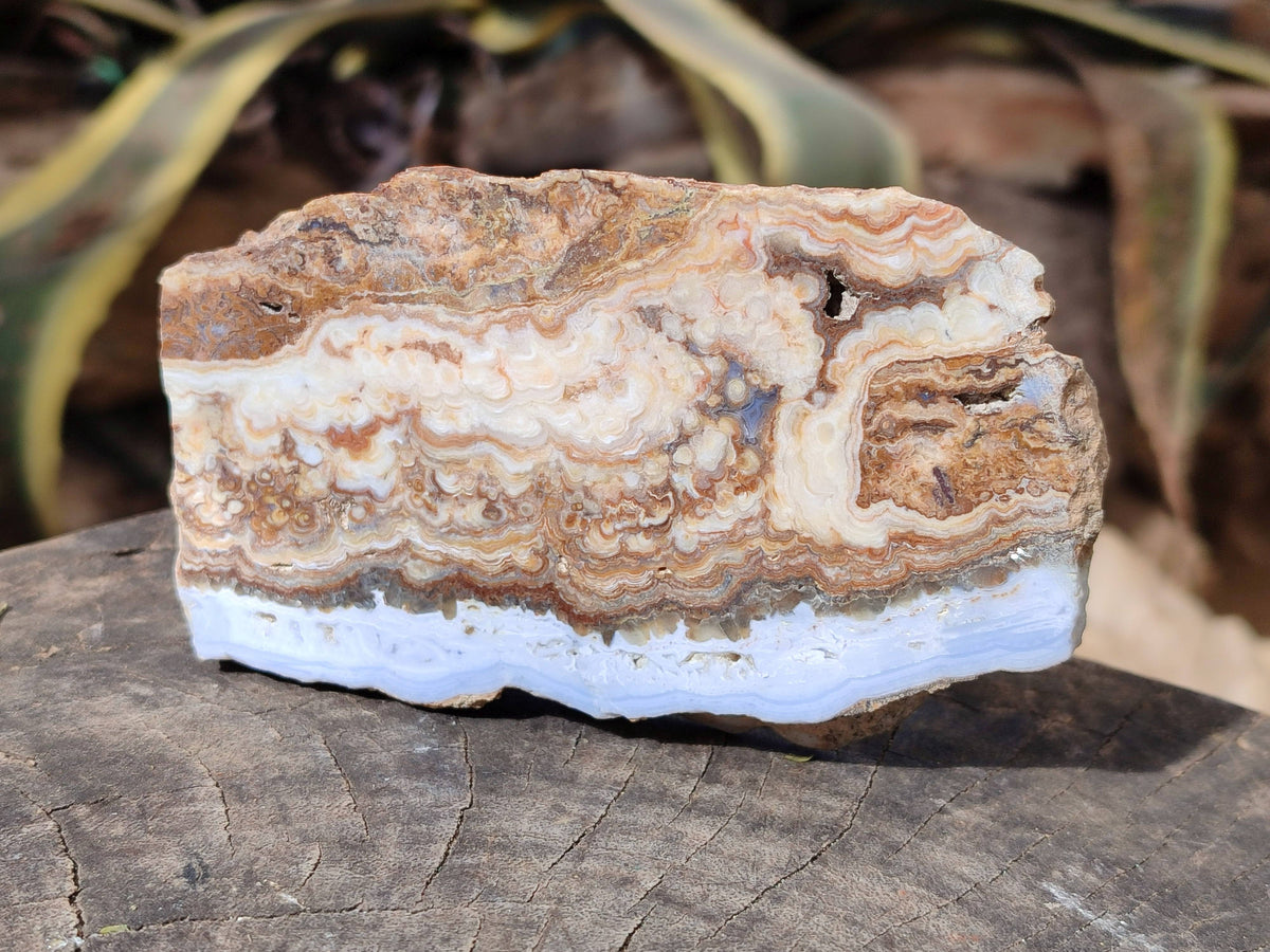 Polished On One Side 'Crazy' Blue Lace Agate x 4 From Namibia - Toprock Gemstones and Minerals 