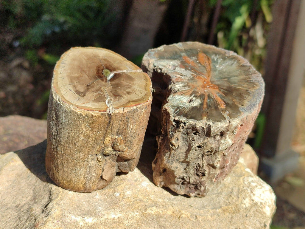 Polished On One Side Petrified Wood x 6 From Gokwe, Zimbabwe - Toprock Gemstones and Minerals 